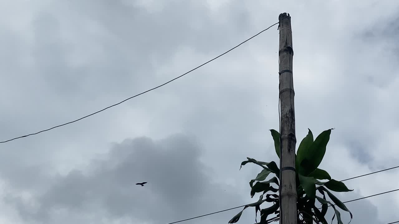 postes eléctricos hechos de bambú pájaros visibles volando en el cielo
