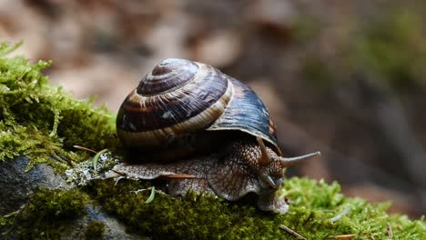 helix lucorum- caracol moviendo la cabeza y los ojos lentamente sobre musgo verde