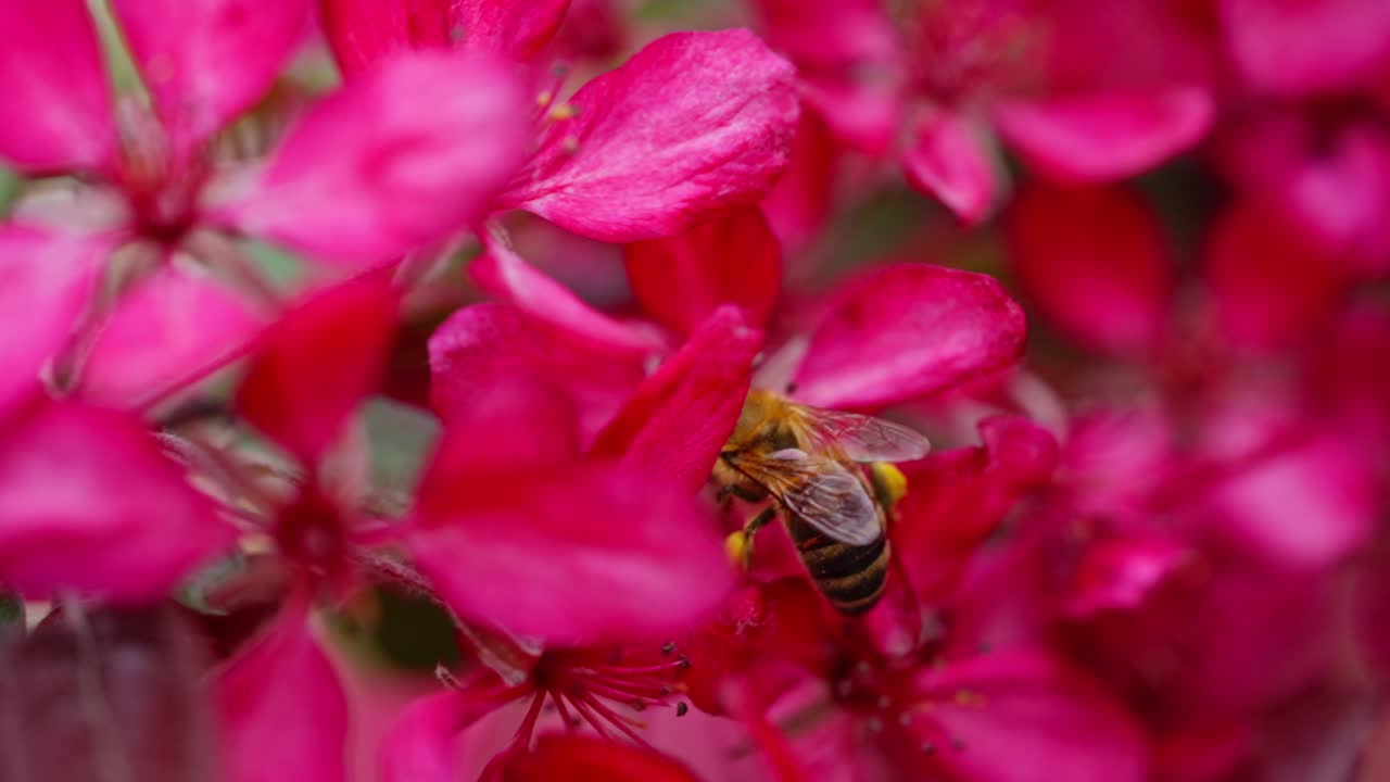Bee gathering nectar on bright apple blossom petals in slow motion outdoors