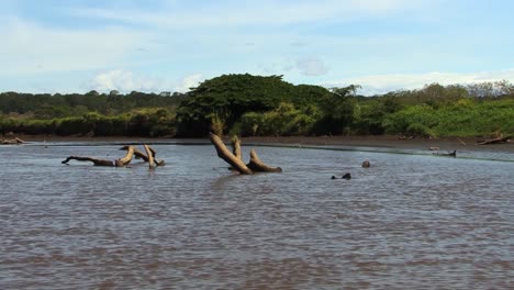 dead tree trunk partially submerged in the tarcoles river in costa rica