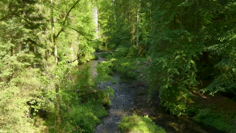 forest river landscape