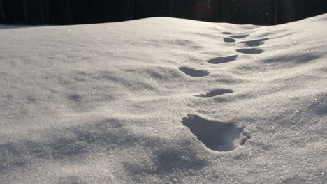 tilt up to footprints up the hill on a snowing day