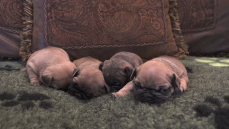 new born purebred french bulldog puppies cuddling together on a couch