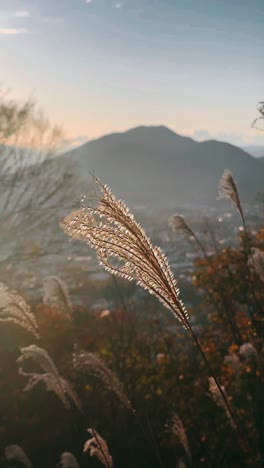 golden hour grass by the mountain