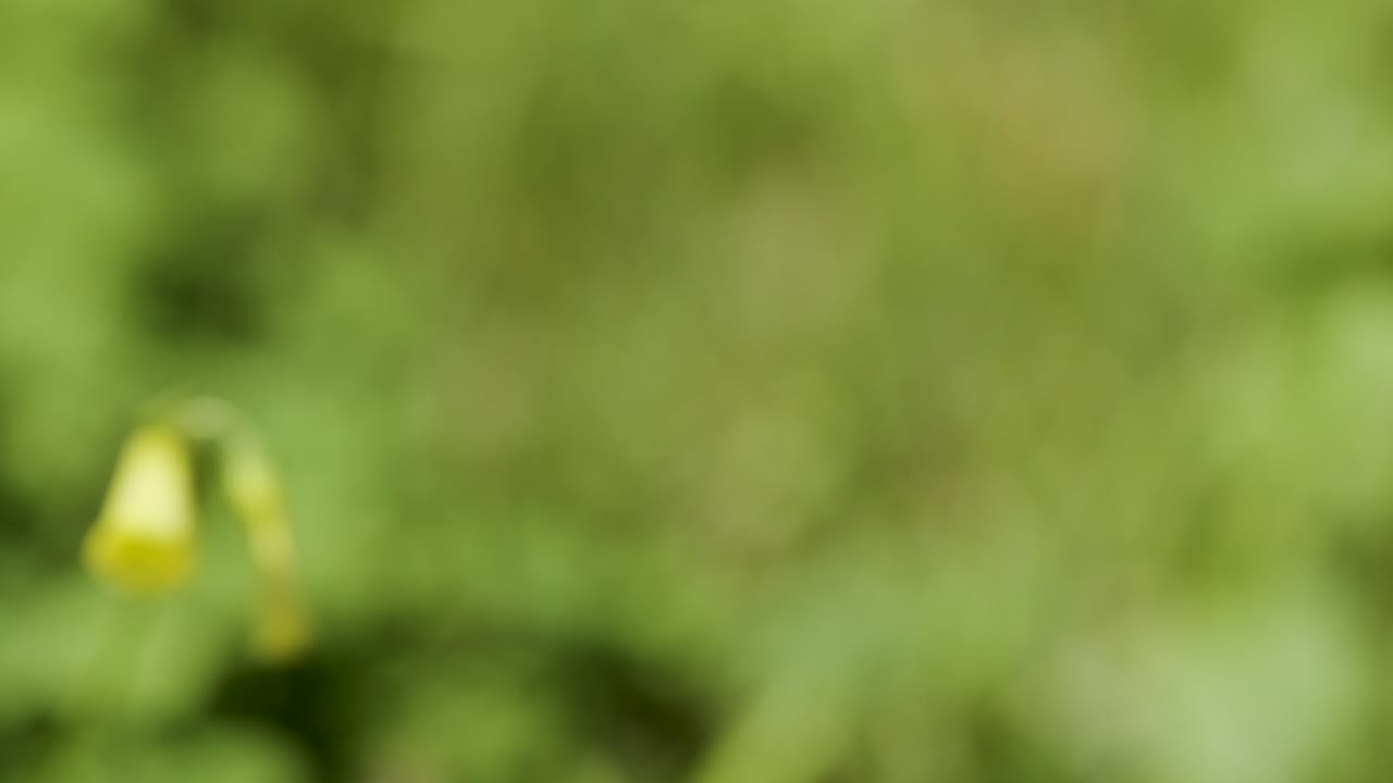Macro close-up of yellow wildflower bud outdoors, soft natural light, shallow depth of field