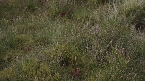 a close up of dry moorland grass in a field in lancashire, england