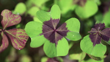 a-close-up-of-four-leaf-clovers-with-small-droplets-of-water-on-them