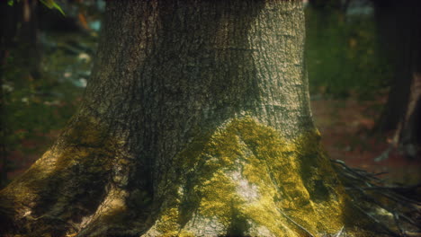 tree roots and sunshine in a green forest with moss