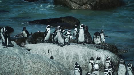 adorables pingüinos jackass en la playa de boulders en la costa occidental del cabo, sudáfrica