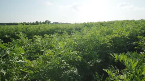 hermosa vista de brotes verdes en el suelo fértil en el campo