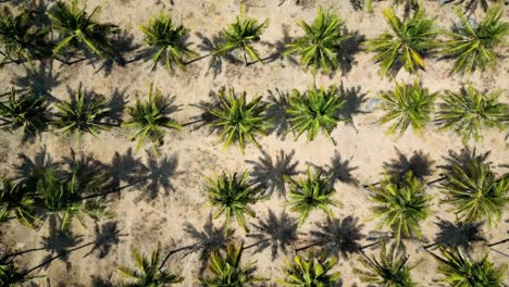 drone flying up above palm trees on sandy tropical beach