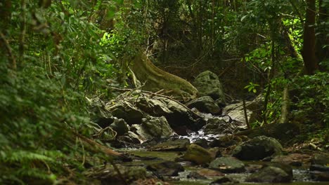 A-flowing-stream-seen-from-a-distance-in-Kaeng-Krachan-National-Park,-UNESCO-World-Heritage,-in-Thailand