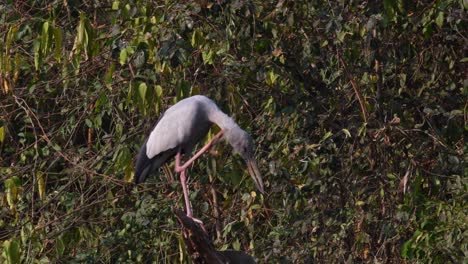 Asiatischer-Openbill,-Gähnender-Anastomus