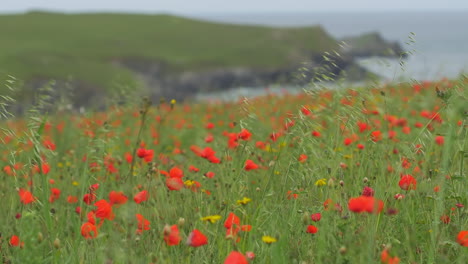 hermosas amapolas rojas en el campo con acantilados en el fondo, primer plano