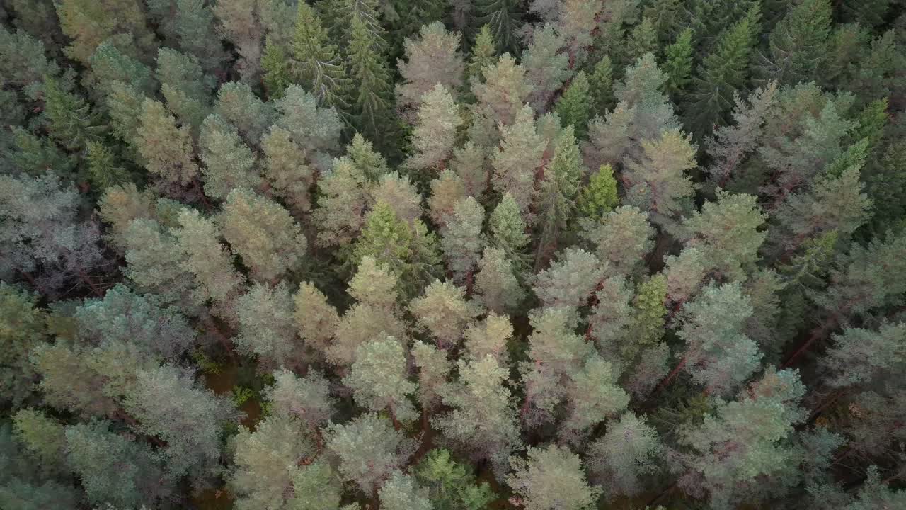 Aerial Top Down View of Green Pine and Spruce Conifer Treetops Forest in the Autumn