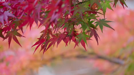 japanese maple tree with leaves in green and red foliage during autumn season in south korea