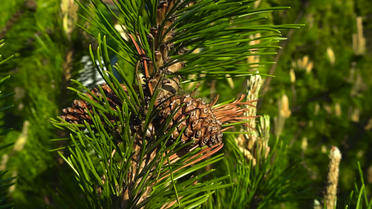 Detailed macro of mature brown pine cones among fresh green needles. Gently swaying coniferous tree branch in the warm sun light. Sunny greenery and trees with yellow cone budding in bokeh background