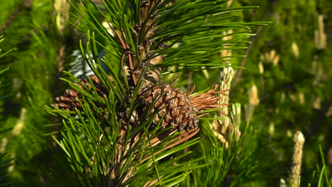 detailed macro of mature brown pine cones among fresh green needles. gently swaying coniferous tree branch in the warm sun light. sunny greenery and trees with yellow cone budding in bokeh background