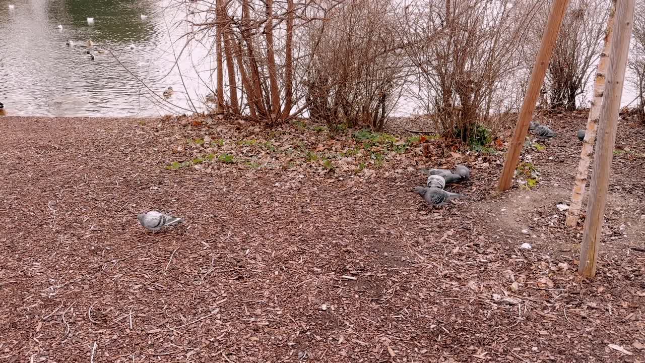 pigeons on ground near lake in Vienna Austria