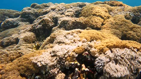 Fische-Unter-Wasser-Korallenriff-Im-Ozean-Meer-Nusa-Penida-Bali-Indonesien