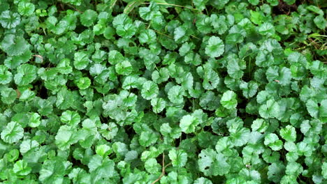 creeping charlie or ground ivy