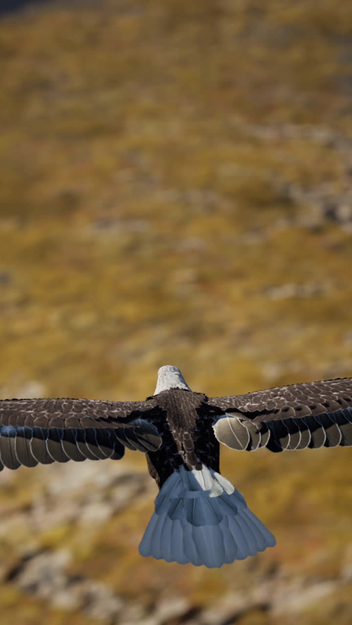 águila calva en vuelo