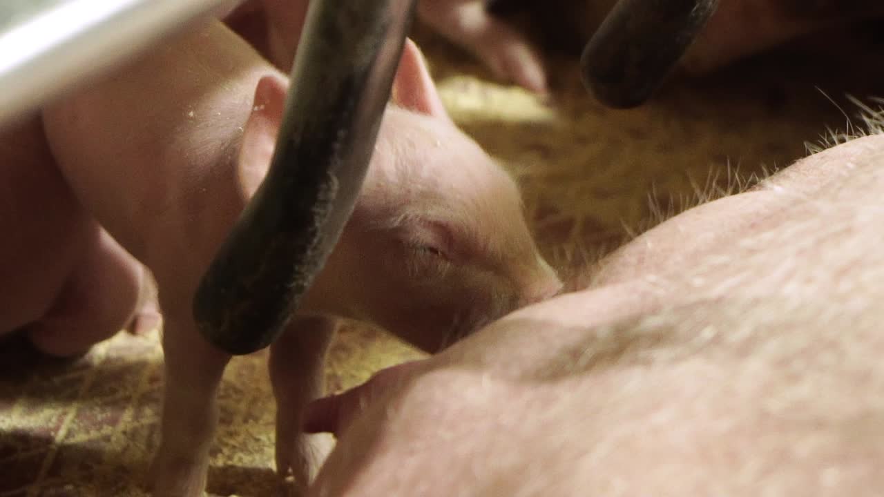 Pasgeboren biggetje dat melk drinkt bij de moederzeug in een kraamhok.