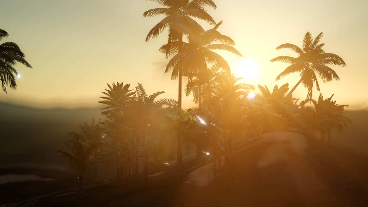 안개 속 의  ⁇ 나무 들 의 전망