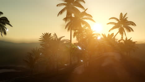 View-of-the-Palm-Trees-in-Fog