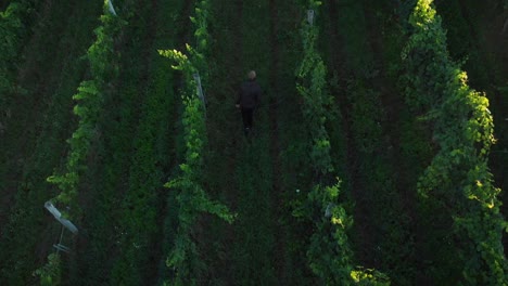 Aerial-view-of-a-man-walking-in-vineyard-with-grapes-for-wine