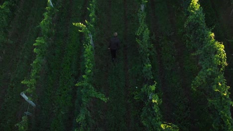 aerial view of a man walking in vineyard with grapes for wine