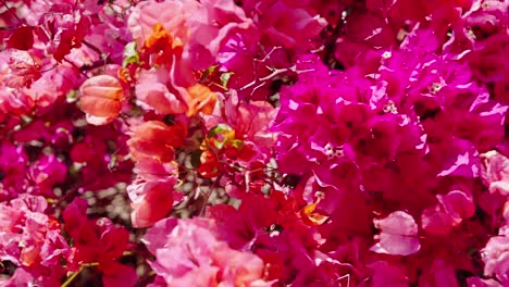 blooming bougainvillea flowers on a bright sunny day