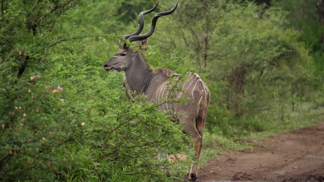 Spiral horn male Kudu looks at camera then walks into green wet trees