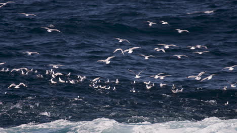 gulls fly through the air or float on the ocean surface while a large school of pelagic fish lurk from below the water surface