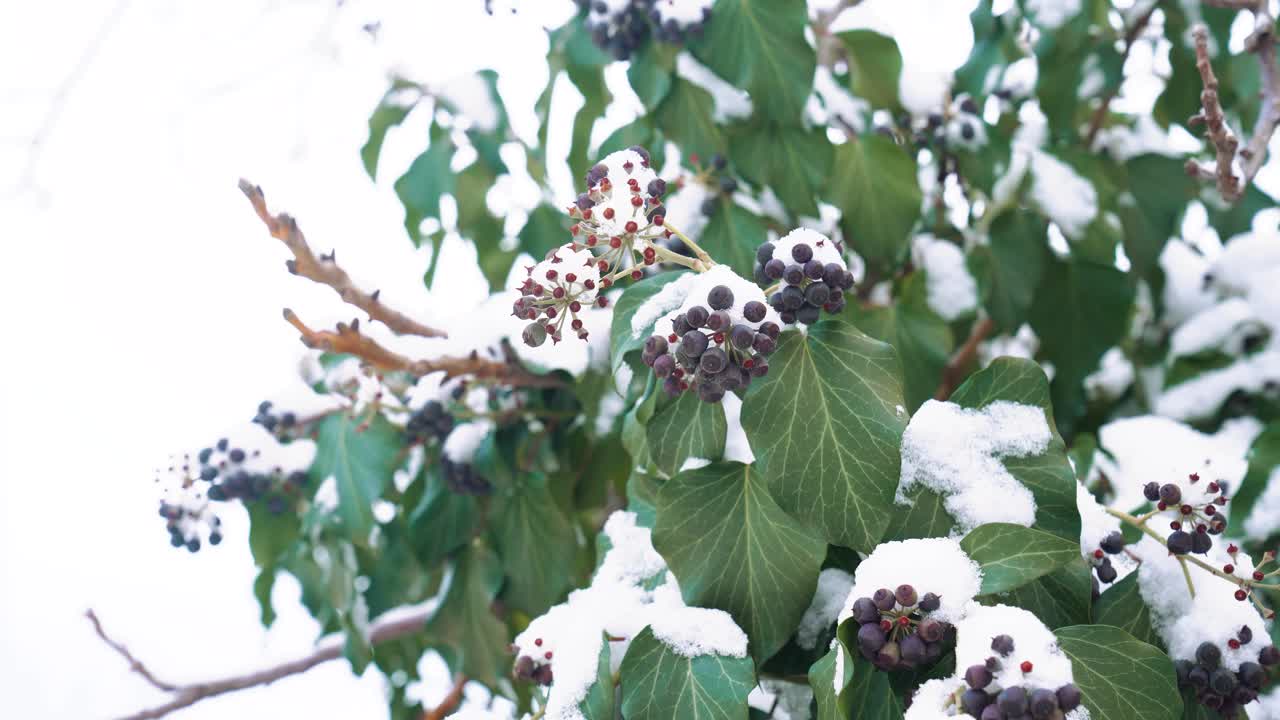 Foglie di edera comune e bacche scure coperte di neve fresca durante l'inverno