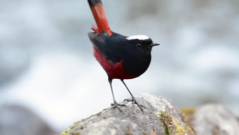 El-Colirrojo-De-Cabeza-Blanca-Es-Conocido-Por-Su-Hermosa-Corona-Blanca,-Alas-De-Color-Azul-Oscuro-Negruzco-Y-Marrón-Debajo-De-Las-Plumas-Y-Su-Cola-Comienza-Con-Rojo