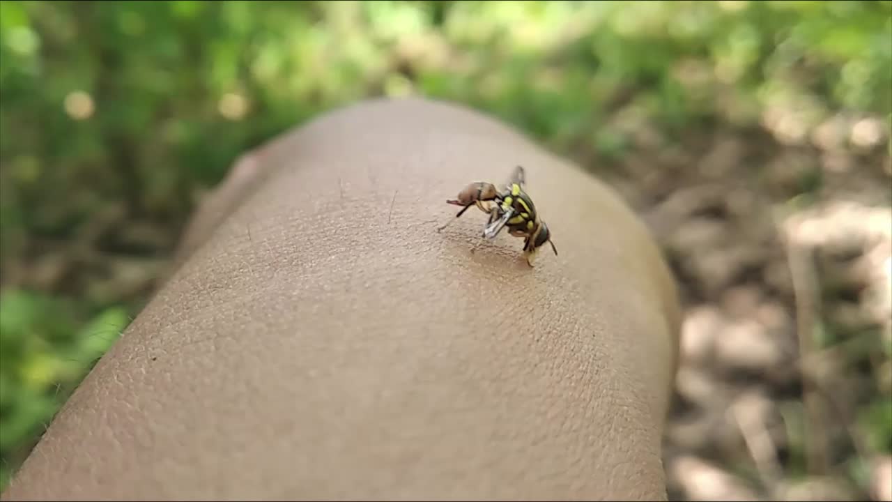 small beetle crawling on the skin of the hand
