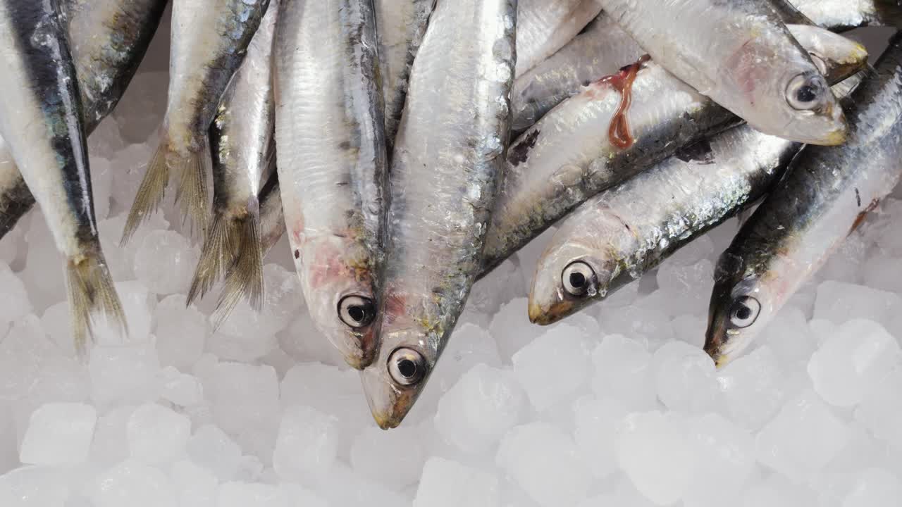 Fresh Sardines on Ice
