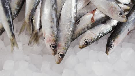 fresh sardines on ice