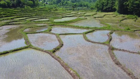 maravilloso paisaje verde de la vida forestal arroz paddy granja campo terraza pueblo en el campo irrigación tradicional de agua en la granja la gente local que trabaja produce alimento material de fondo colinas de montaña