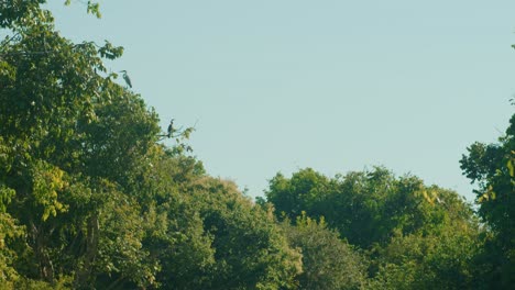 Treetops-swaying-in-a-gentle-breeze-under-the-clear-blue-skies-of-Arauca,-Colombia