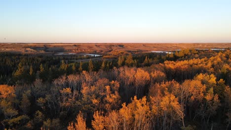 Bosque-Canadiense-Con-Copas-De-árboles-Otoñales-Donde-Se-Pueden-Ver-Muchas-Aves-Volando-Al-Atardecer-En-Este-Paisaje-Natural-En-El-Centro-De-Alberta-Durante-El-Otoño