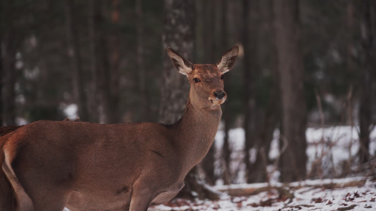 Una cerva adulta di cervo rosso ferma in una foresta invernale