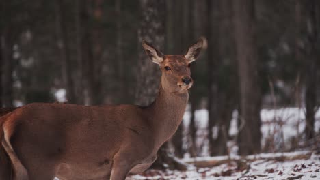 Eine-Erwachsene-Weibliche-Rothirschkuh-Steht-Im-Winterwald