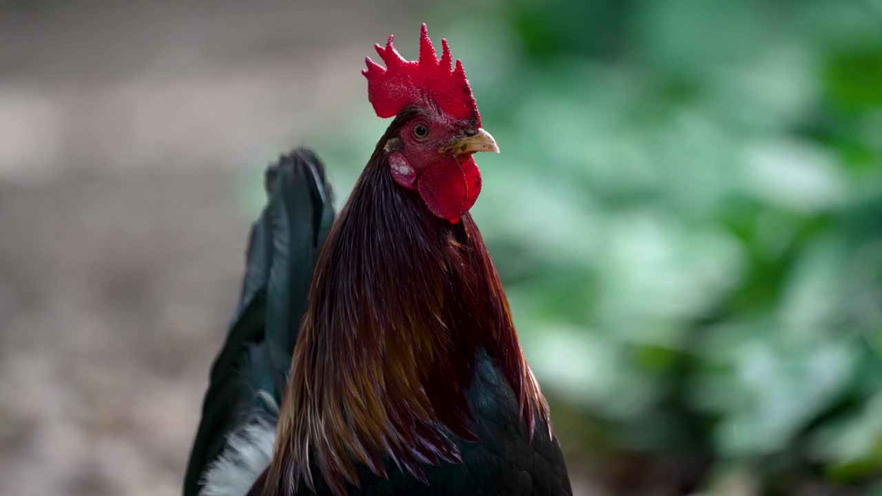closeup of rooster turning his head