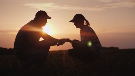 two farmer man and woman are working in the field. they study plant shoots, use a tablet. at sunset