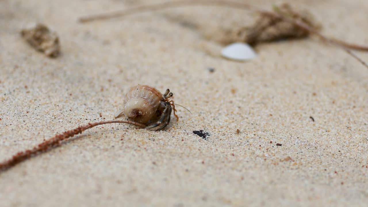 A hermit crab moves across sandy terrain in Phuket, Thailand, under natural daylight, showcasing its delicate movements and natural habitat