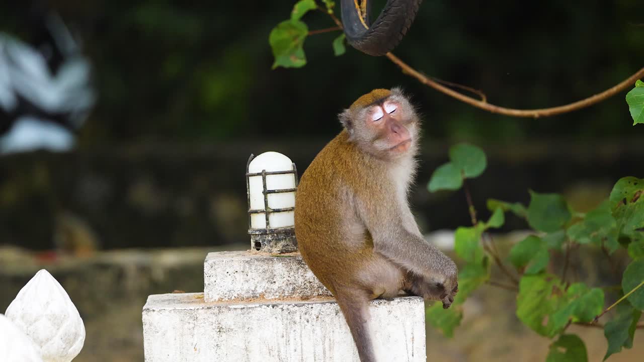 mono sentado en la pared, mirando a su alrededor