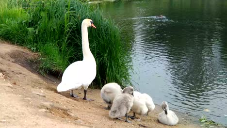 cisnes y sus bebés, patitos feos.