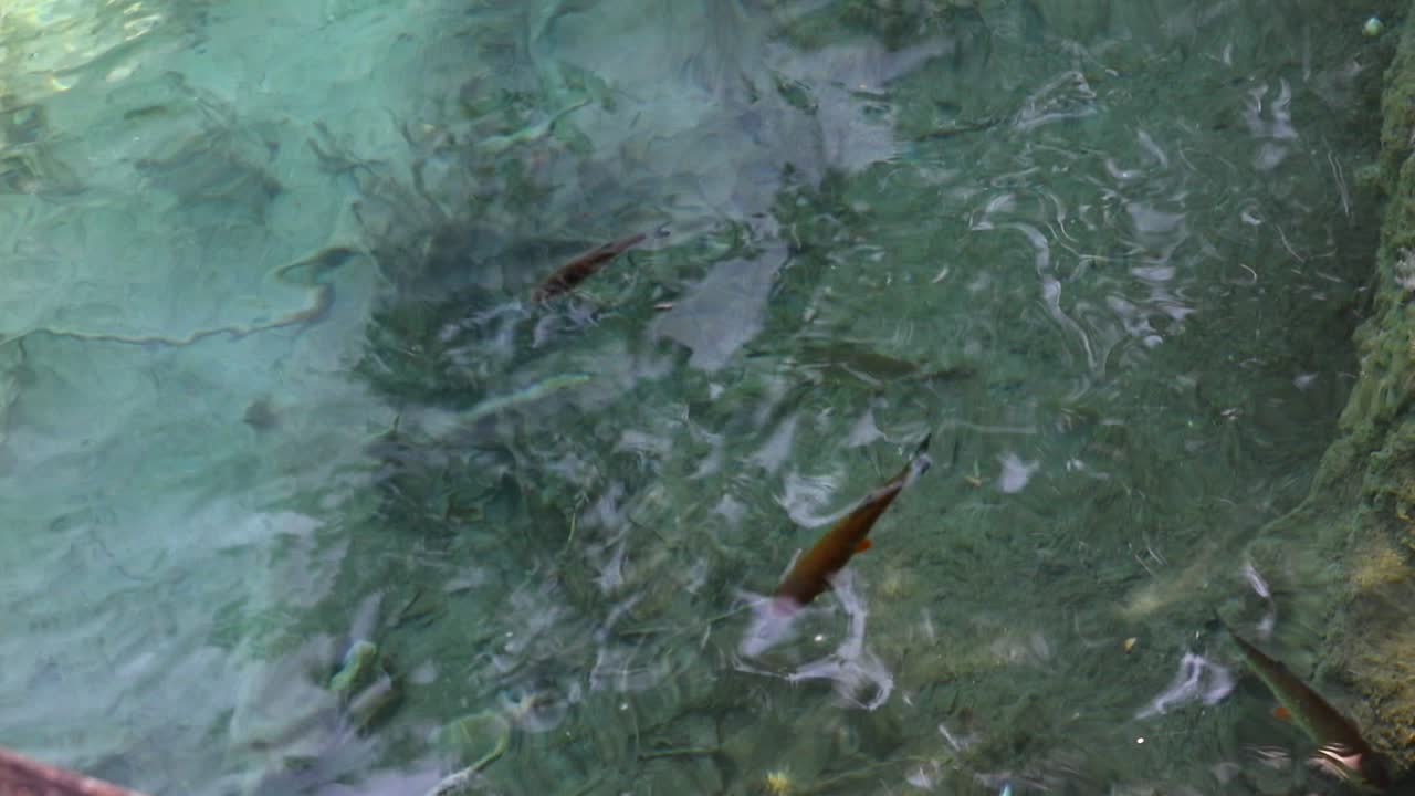 imágenes de pequeños peces tropicales nadando en aguas cristalinas